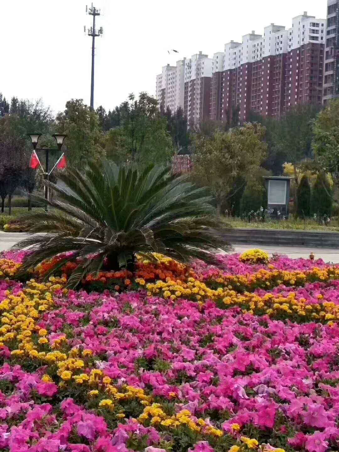 涿州德信公园就在中央风景对面