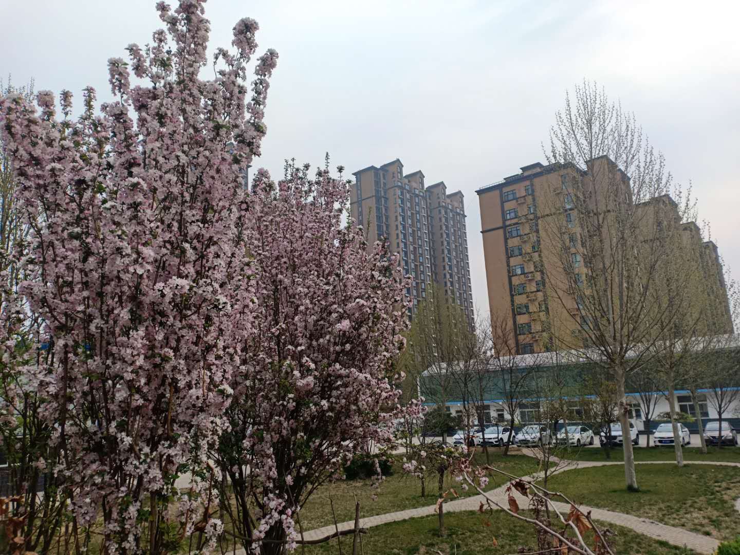 涿州天保绿城小区绿化小区环境图片
